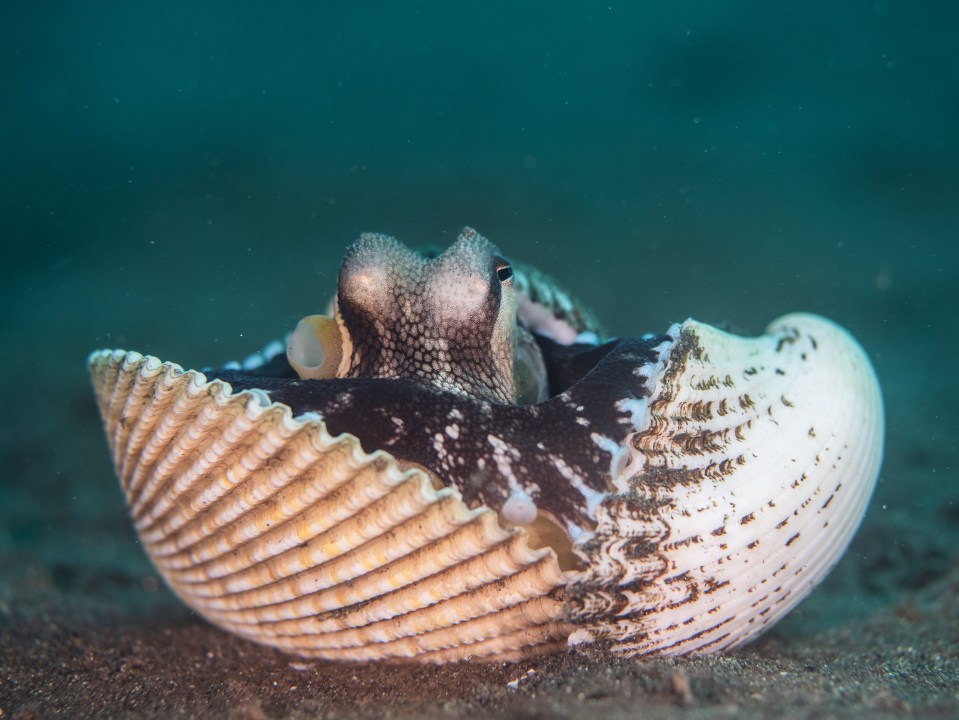 Octopi have been known to hide in shells, and even use them as armour