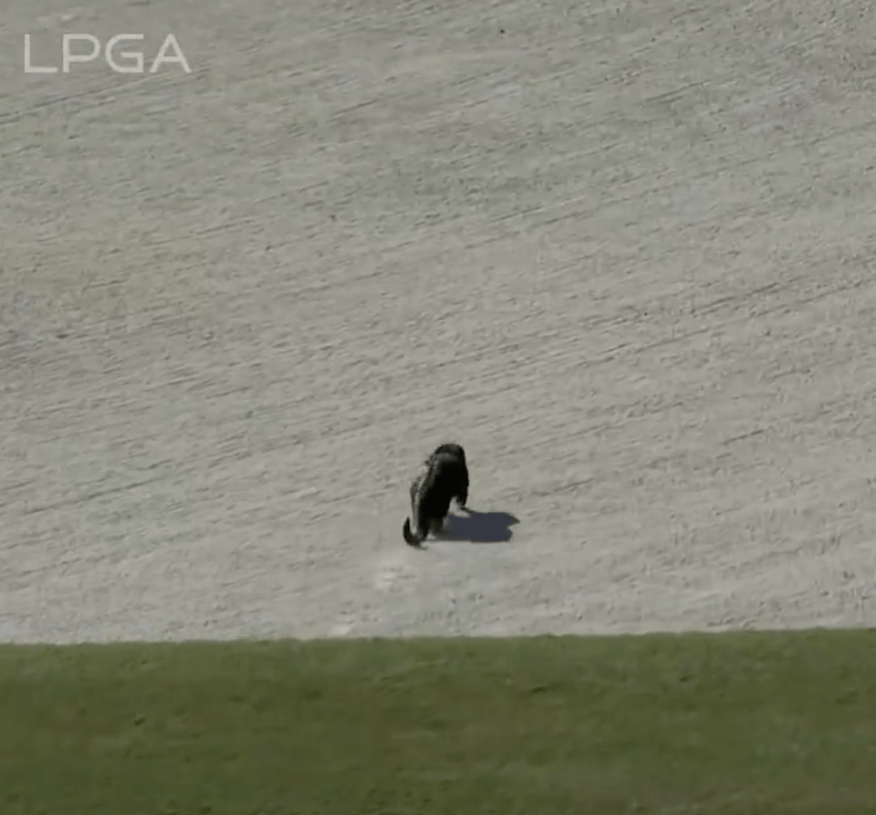 It ran off through the sand bunker