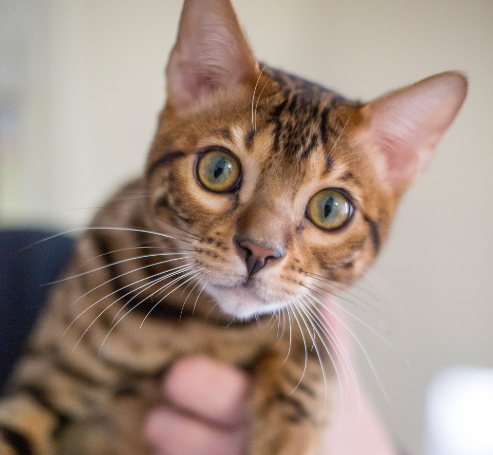 a close up of a person holding a bengal cat