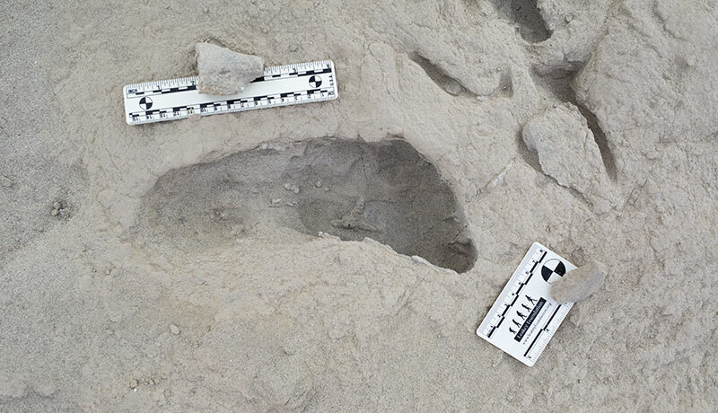 This footprint belongs to a Paranthropus boisei