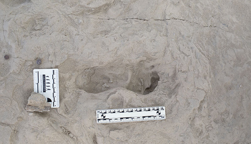 While this footprint was left by a Homo erectus