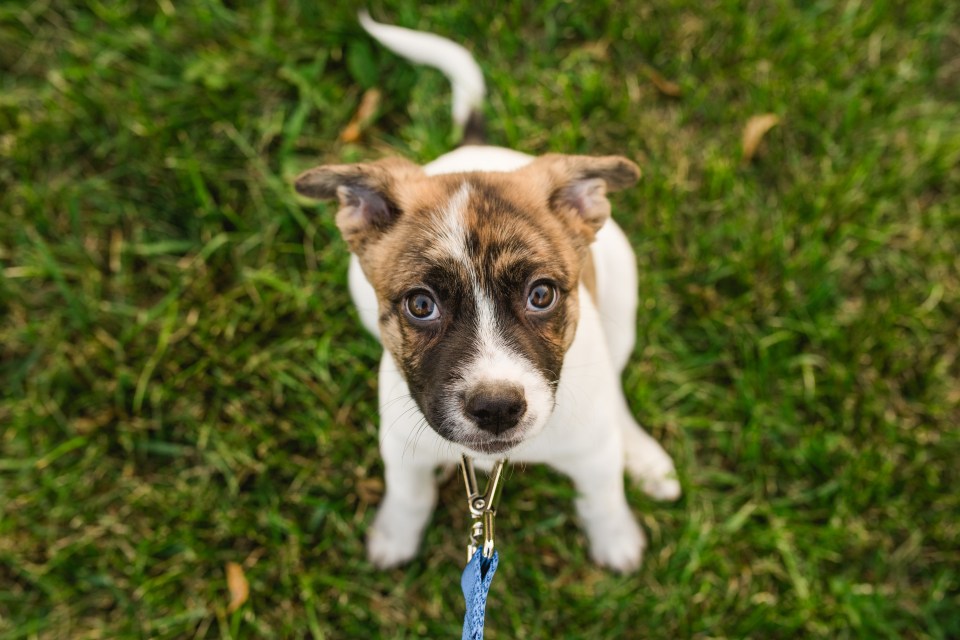 a brown and white puppy on a leash looking up at the camera