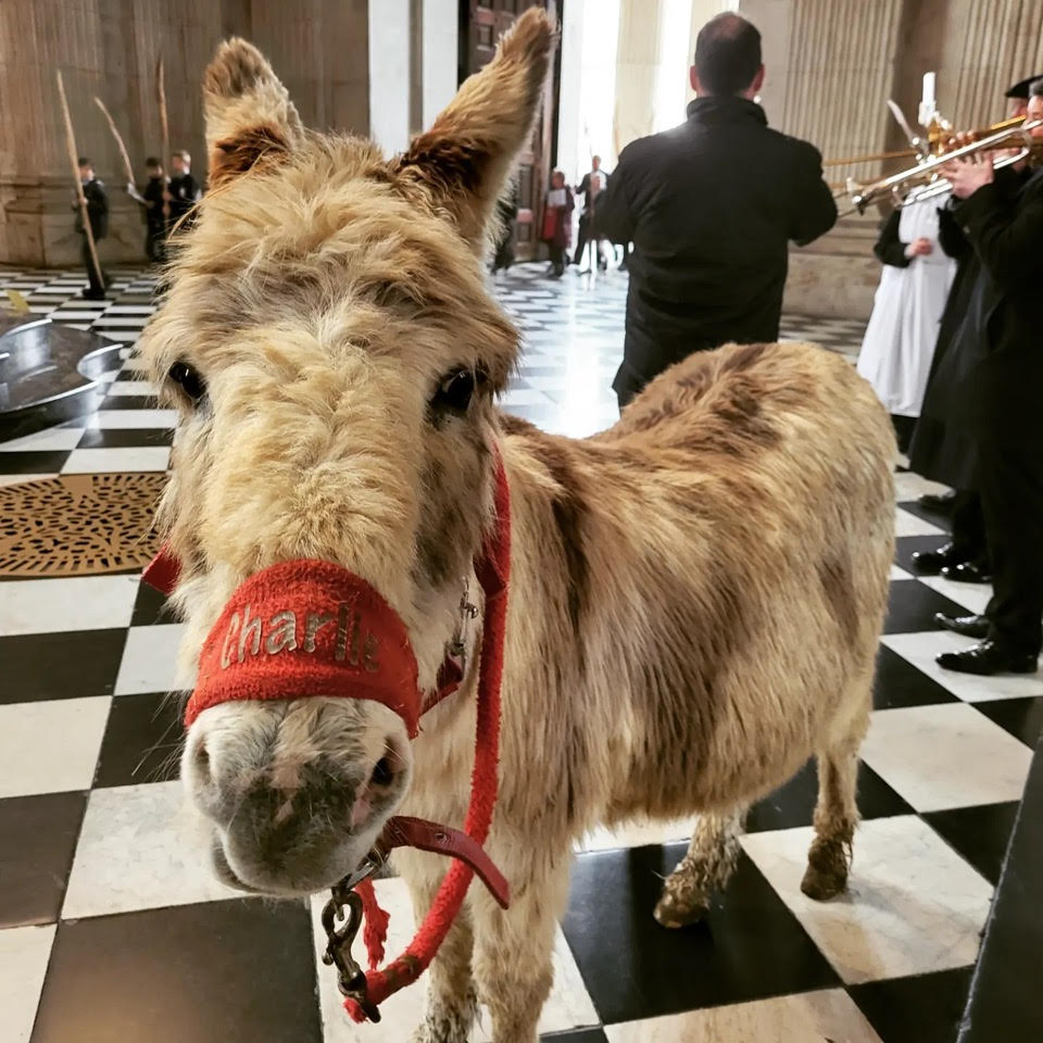 Charlie the gentle donkey has brought comfort to thousands in special needs schools