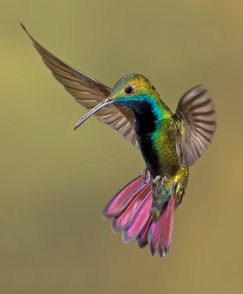 You can witness the island’s white-tailed hummingbirds take to the air