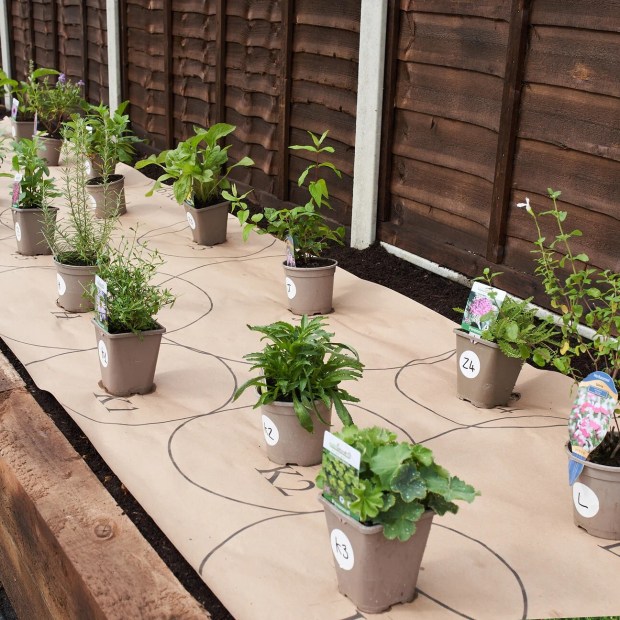 a row of potted plants with the number 2 on them