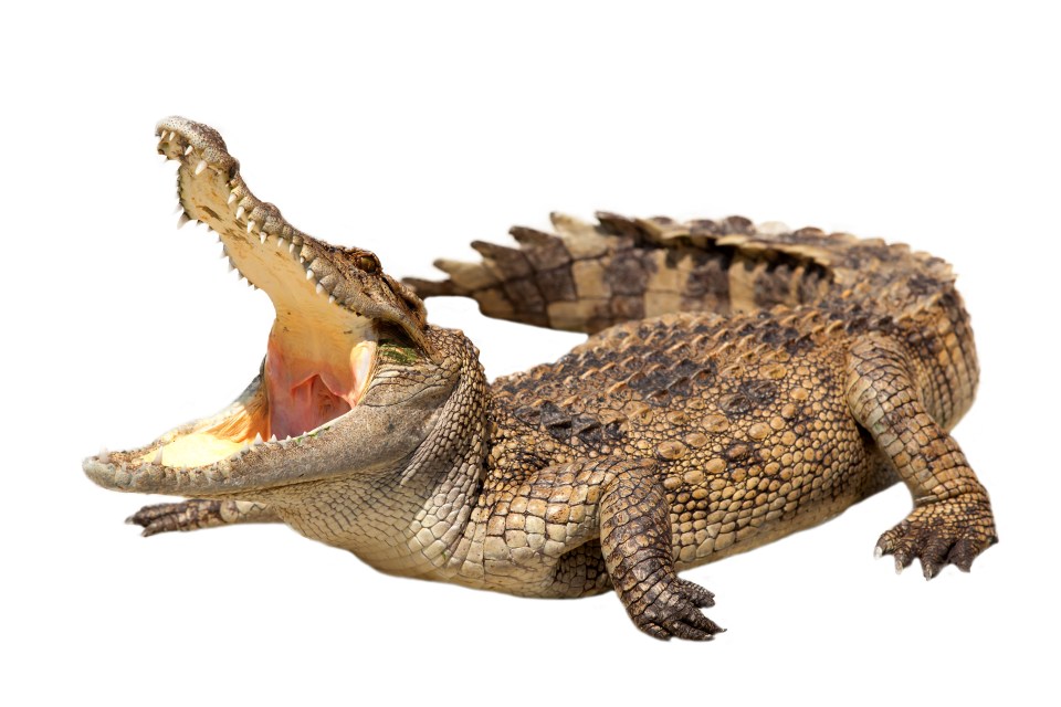 a crocodile with its mouth open on a white background