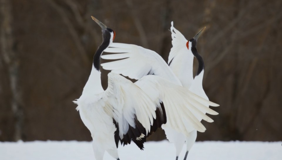 a couple of birds standing in the snow with their wings outstretched