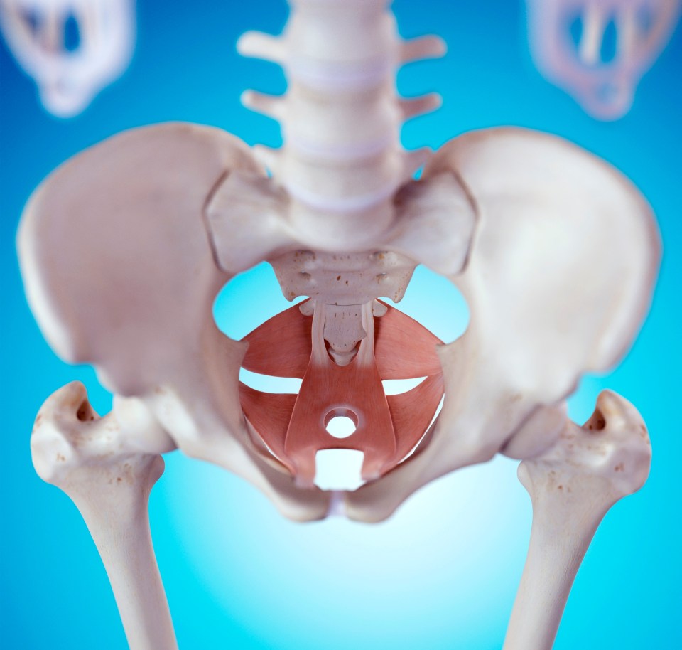 A weak pelvic floor is often a reason women feel the urge to pee more. The muscles at the base of your pelvis, pictured, make up your pelvic floor