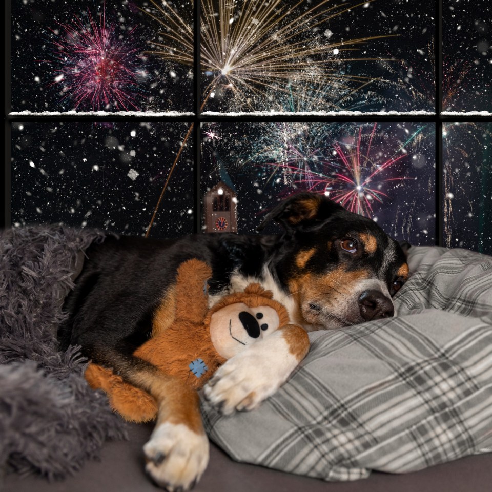 Take dogs for a long walk and get them home before the banging begins on Bonfire Night