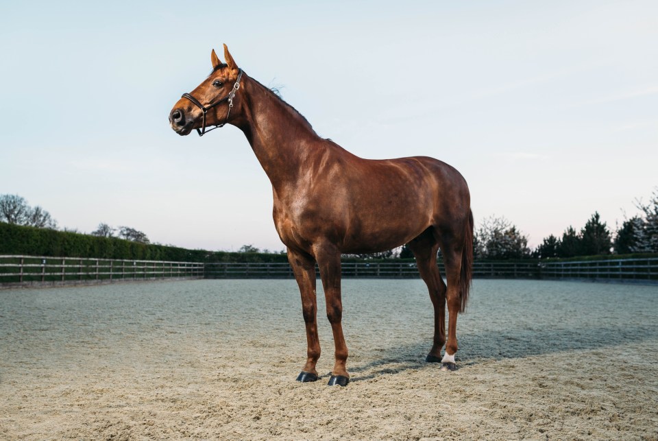 a brown horse is standing in a dirt field