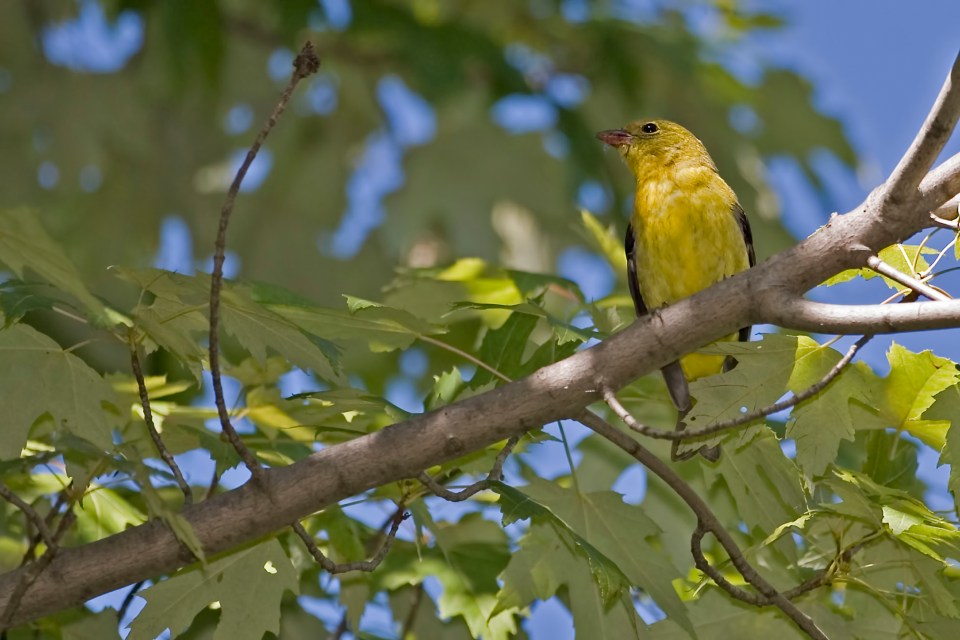 The female bird was spotted in gardens across Shelf, West Yorkshire