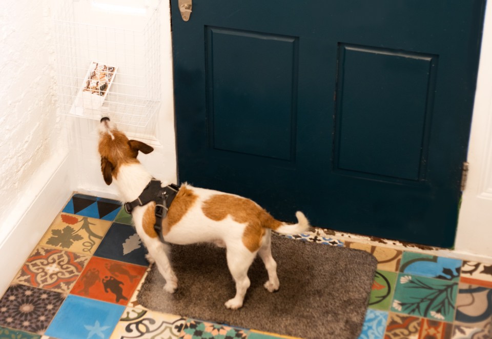 Sean helps a reader with their pet terrier