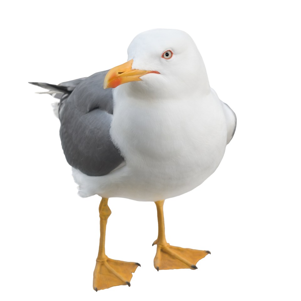 Worcester City Council is planning to tackle the local seagull population explosion by putting the lady seagulls on the Pill