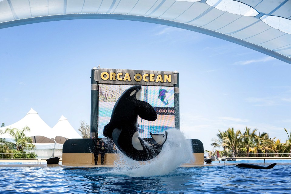 Keto has died aged 29 at Tenerife zoo