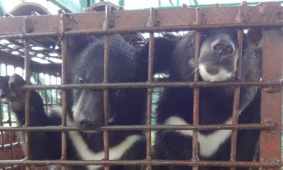 Caged bears were allegedly offered for meat