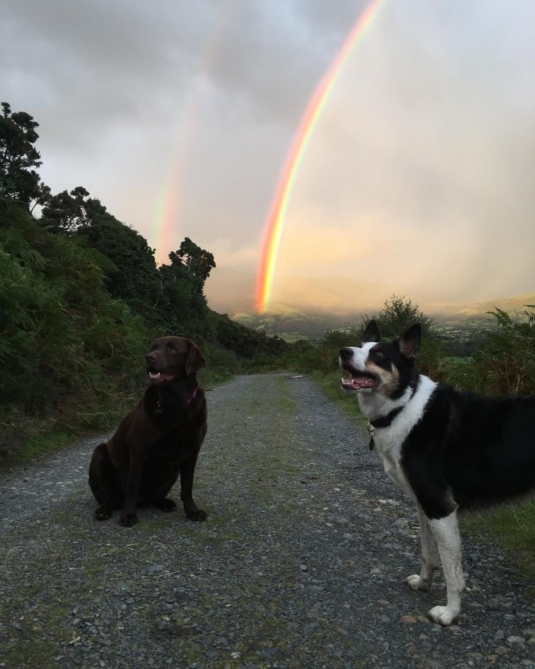 two dogs looking up at a rainbow in the sky