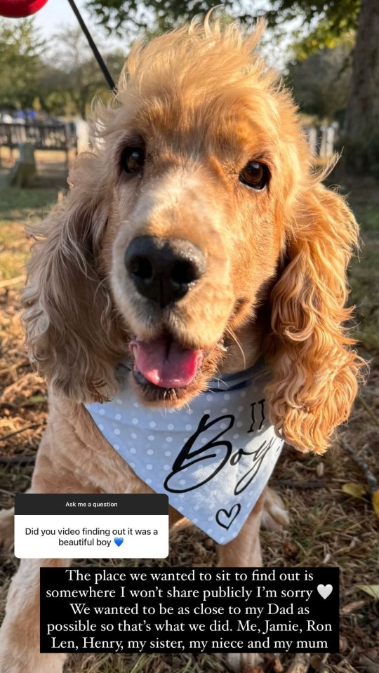 a dog wearing a bandana with the word boy on it