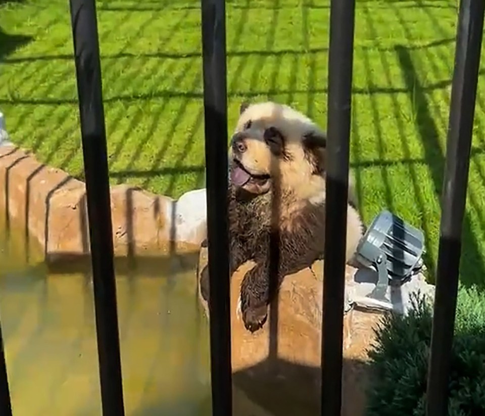 a panda bear is standing in a pool of water behind a fence .