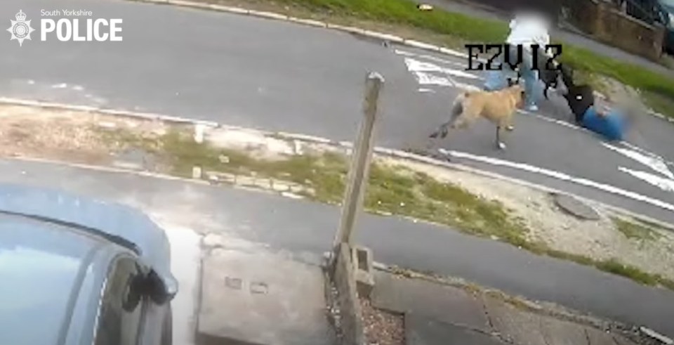 a dog is running down a street next to a car .