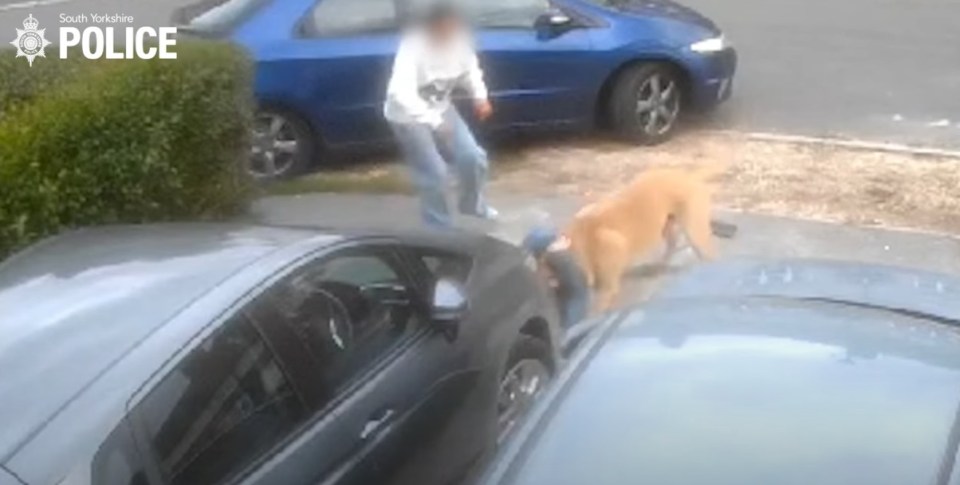 a man is standing on the roof of a car with a dog .