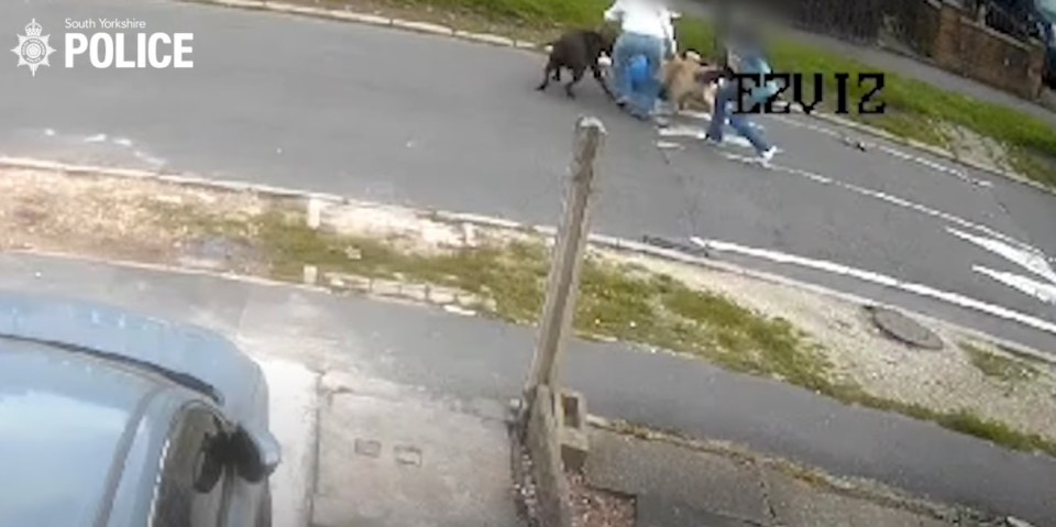 a group of people are walking a dog down a street .