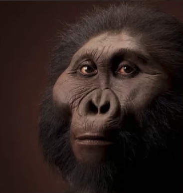 Facial reconstruction of the Paranthropus boisei