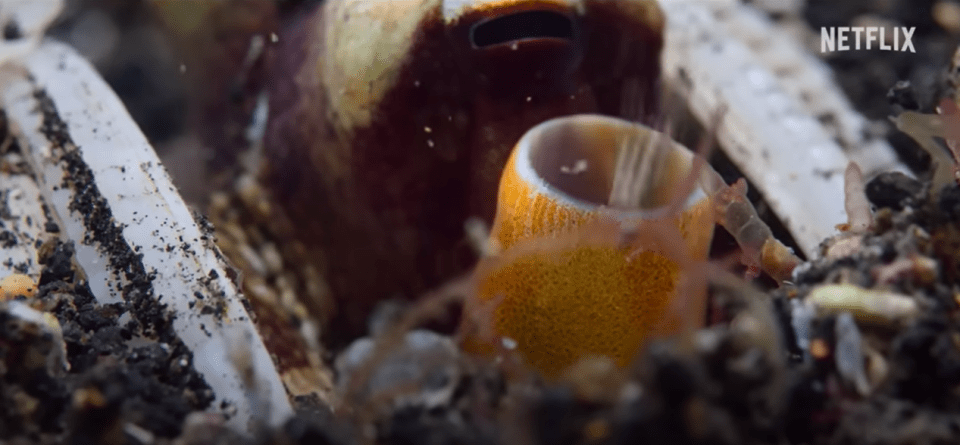 Coconut octopi, also known as Amphioctopus marginatus, are typically found in tropical waters of the western Pacific Ocean