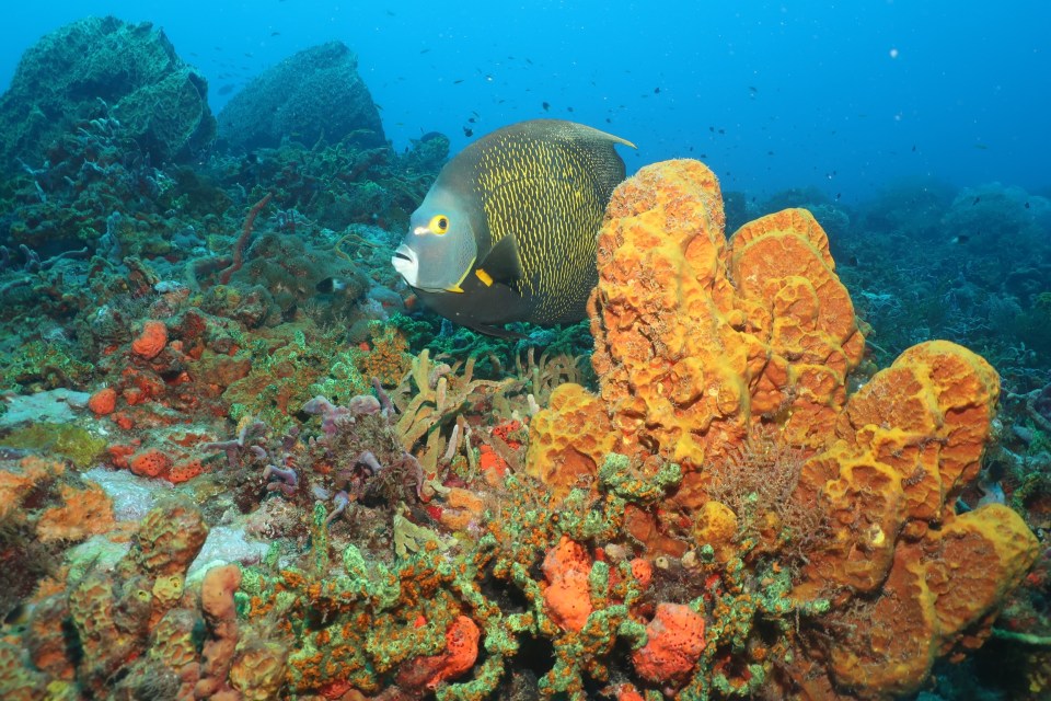 Spot thousands of tropical reef fish