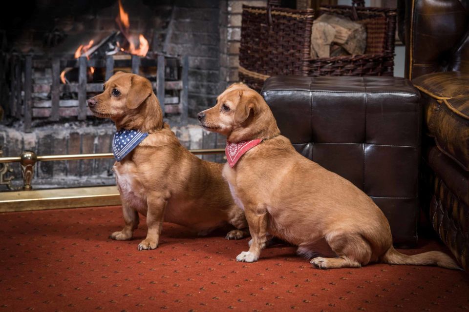 Dogs are allowed in all but two bedrooms at Cringletie House