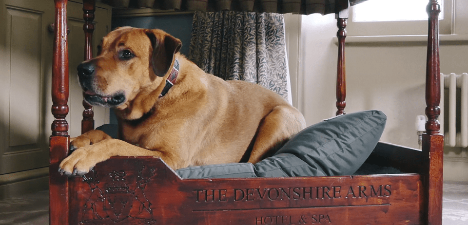 Posh pooches can command a four-poster dog bed at the Devonshire Arms