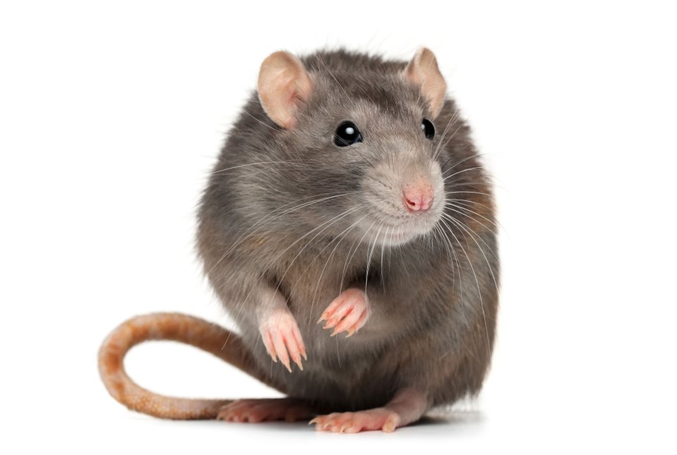 Inmates at the crisis-hit jail are using dead rats to smuggle in drugs