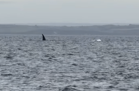 The fin emerged from the water on the Cornish coast