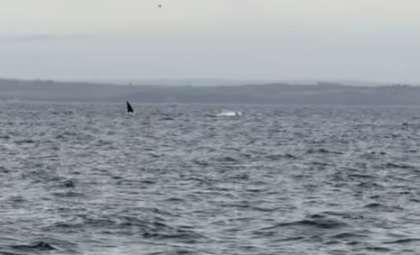 Viewers were convinced it was a large shark or killer whale