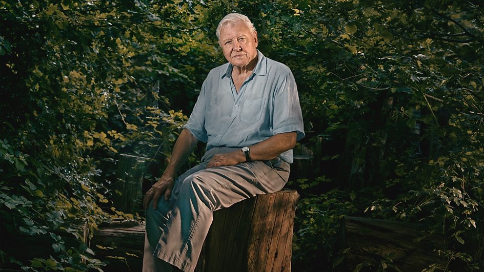 a man in a blue shirt sits on a tree stump in the woods