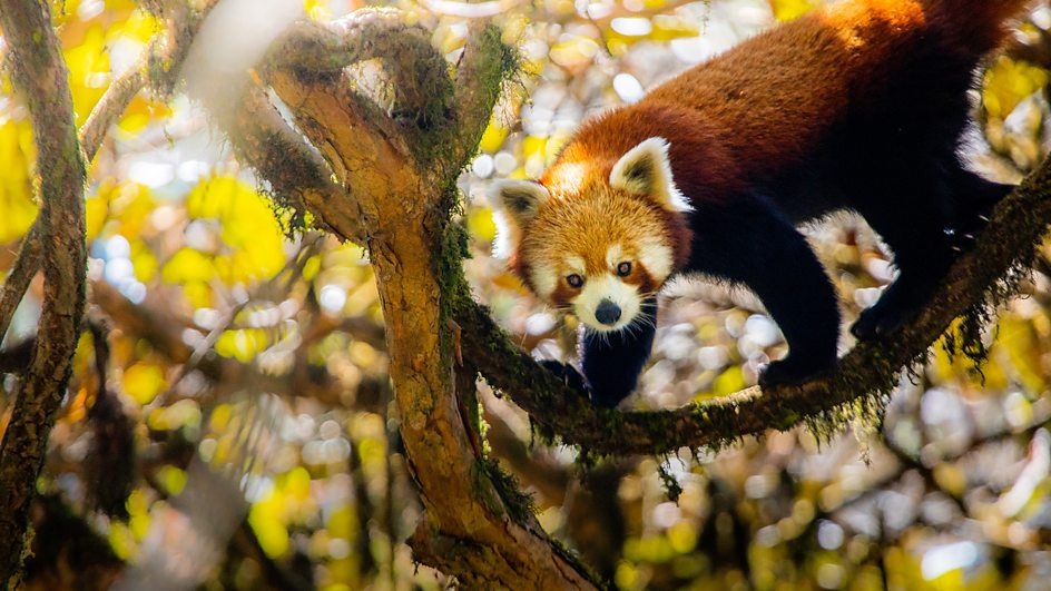 a red panda is hanging from a tree branch