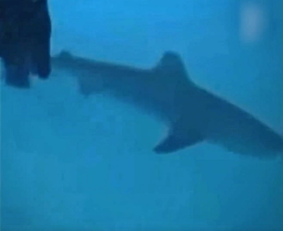 A tiger shark attacked a diver