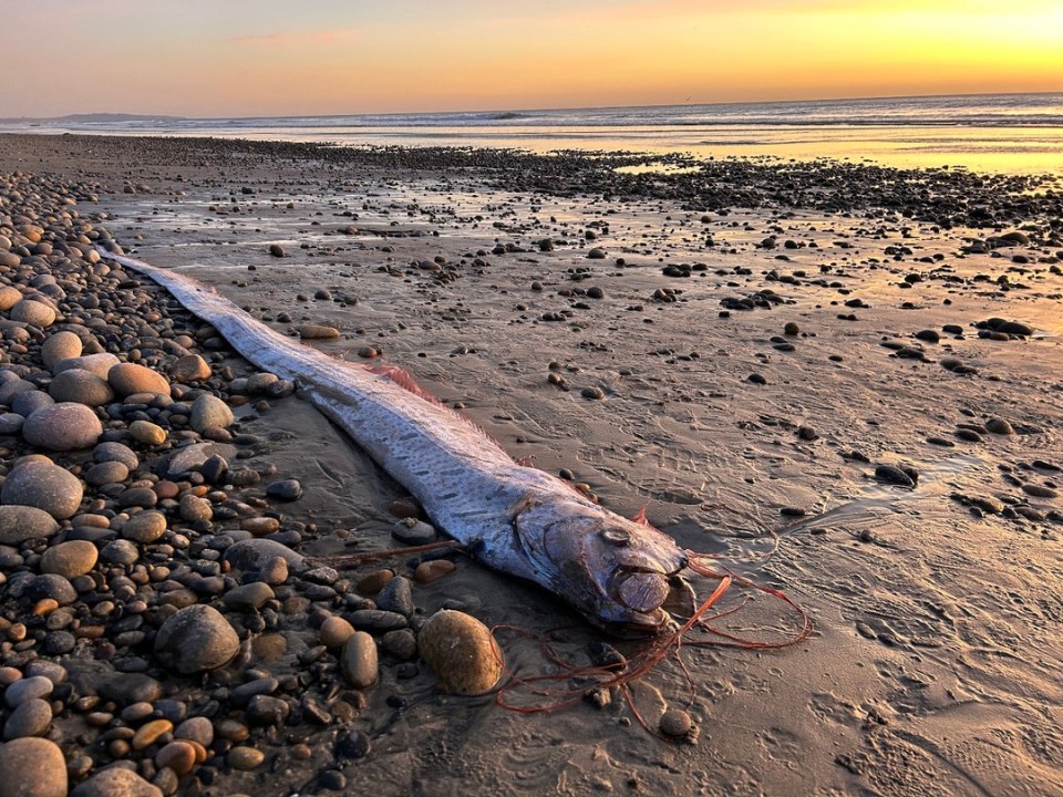 In Japan, the oarfish is steeped in folklore