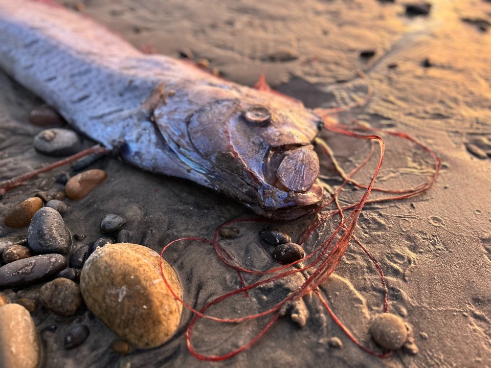 Until August, scientists had only recorded 19 beached oarfish on the California coast since 1901, according to oceanography researchers