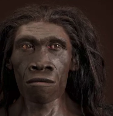 A facial reconstruction of the Homo erectus