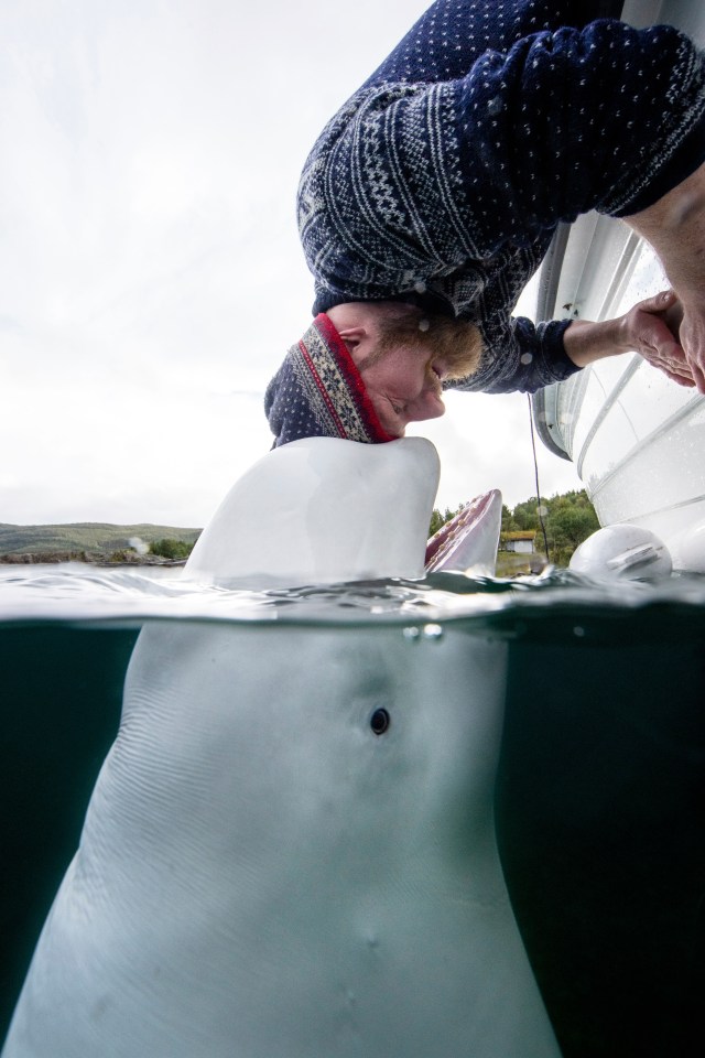 Fisherman Joar Hesten pictured with Hvaldimir