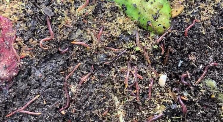 Worms in Charles Dowding’s compost