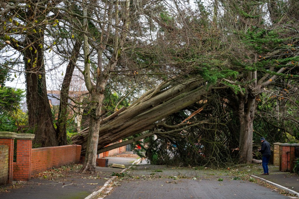 A man has died after a tree fell on his van in Lancashire (not pictured)