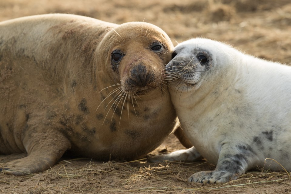 More than 2,000 seal pups are born every year on this remote stretch of sand in Lincolnshire