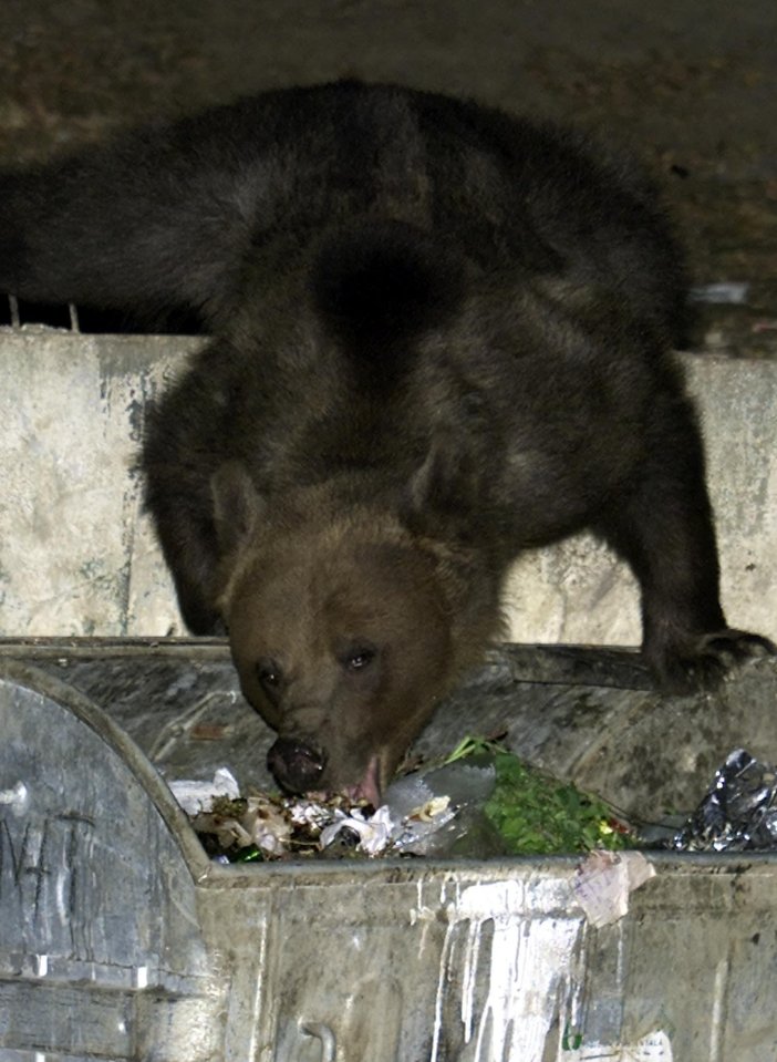 Many of the brown bears have been nicknamed 'trash-bin bears'