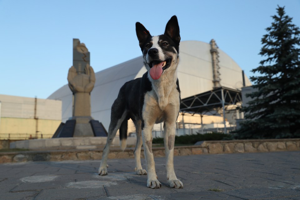 All 61 of the nuclear power plant dogs and 52 out of 55 of the Chernobyl city dogs were identified as being at least 10 per cent German Shepherd