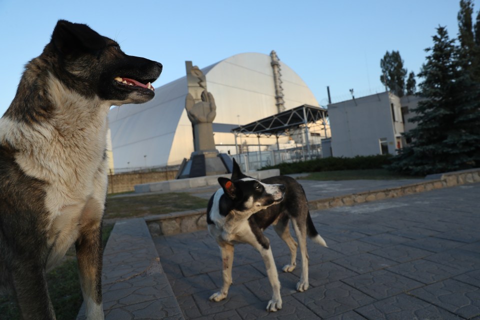 The dogs have formed packs for companionship and protection