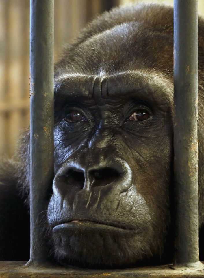 Bua Noi is set to spend another Christmas behind bars, after being held in the controversial zoo for decades