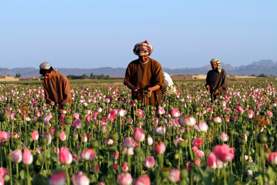 Nitazenes are exploding as Afghanistan's poppy production dries up