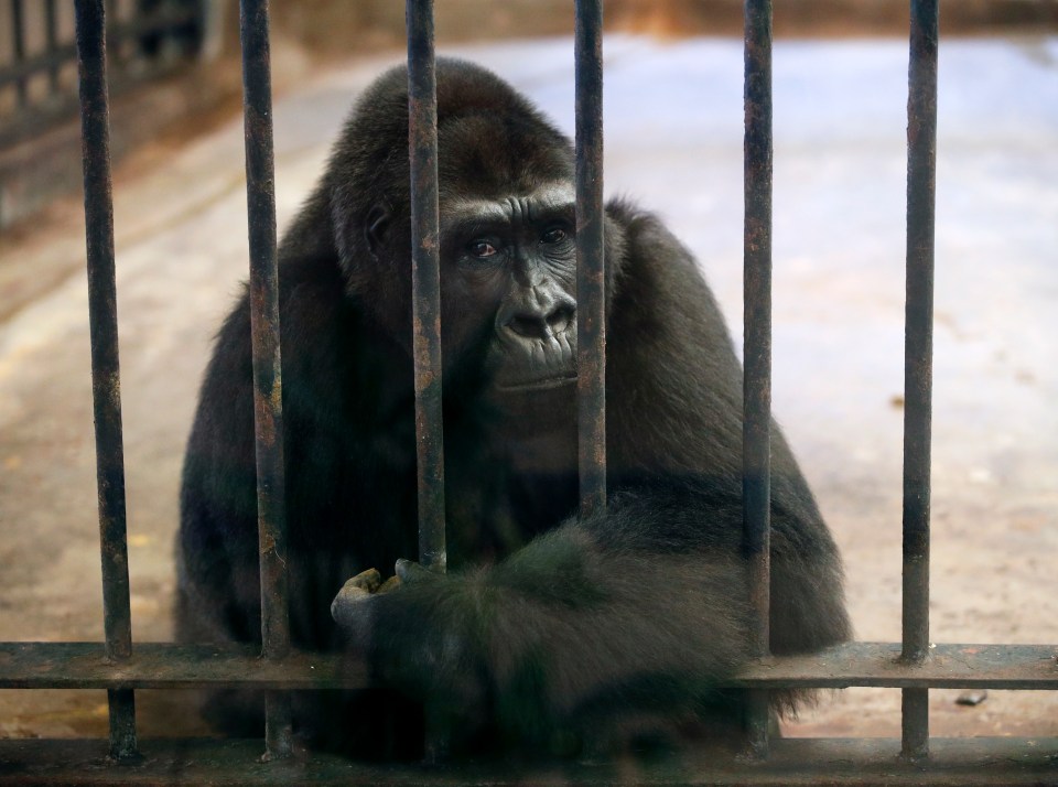 Bua looking sad as she peers through the rusting bars of her cage