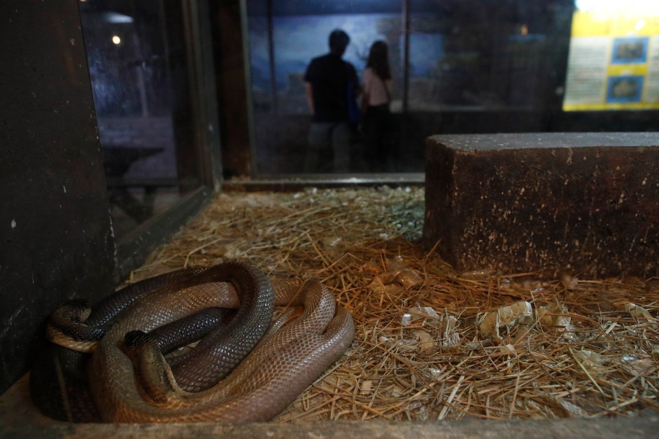 A cobra inside an enclosure at the Pata Zoo in equally as rough conditions